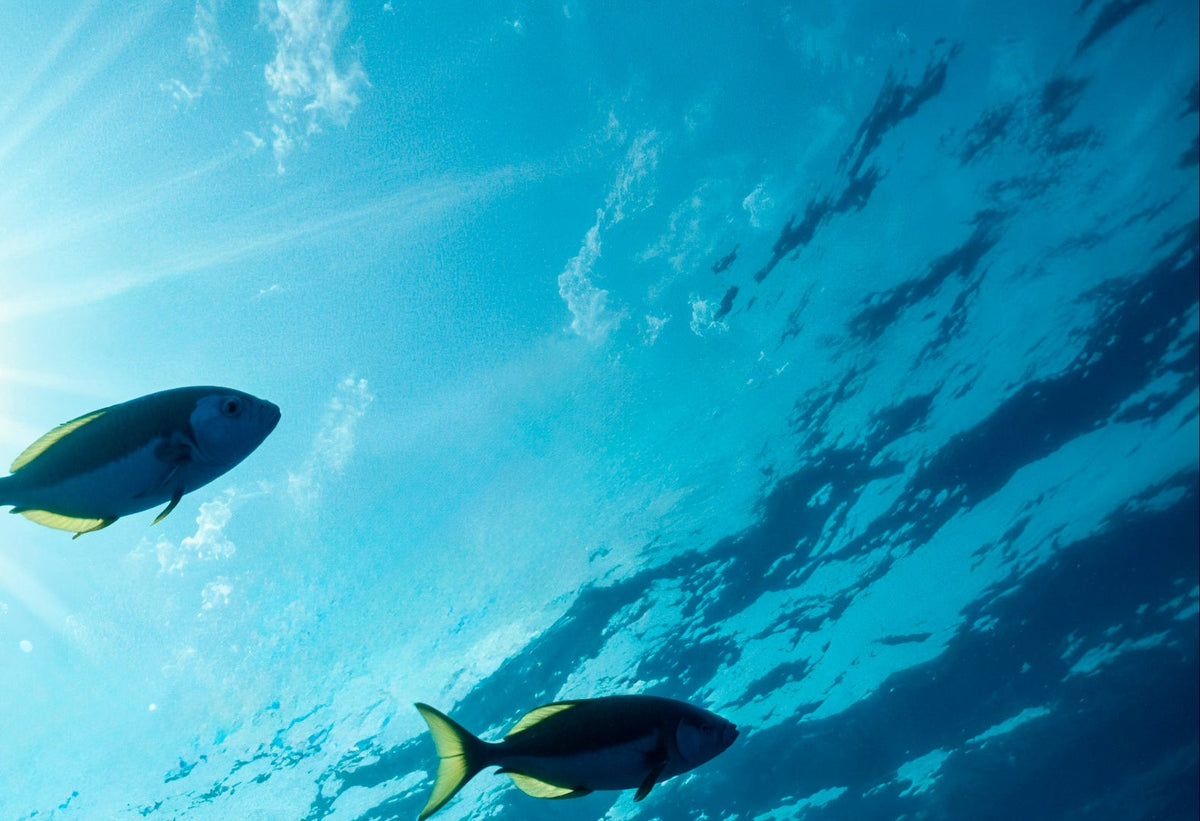 Peces nadando bajo el agua hacia la luz del sol en mar abierto
